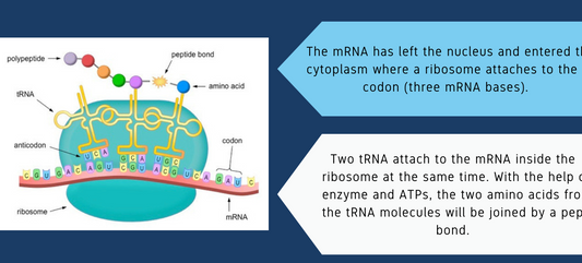 Student Work - Access to HE Diploma (Health Professionals) - CELL BIOLOGY